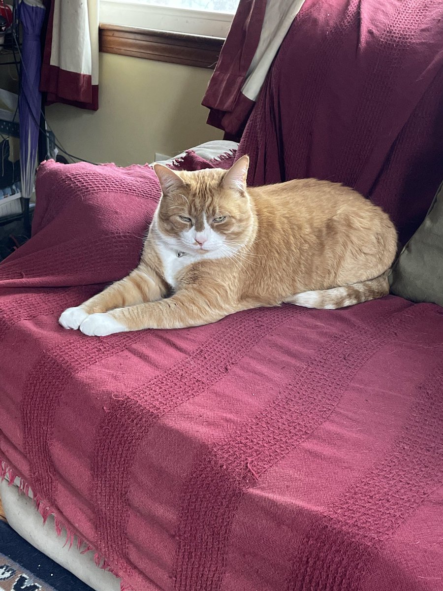 Chairman Meow Official 🐈 tweet media