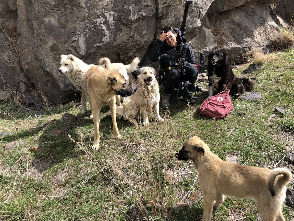 stray_movie's tweet photo. 動物を愛する皆さまへ🐕

本作にはたくさんの野良犬たちが登場しますが、彼らが傷付けられるようなシーンは一切ございません。
どうぞご心配なく、ぜひ劇場でお楽しみください！

『#ストレイ犬が見た世界』絶賛公開中🐾 https://t.co/ClqeqpTMrA