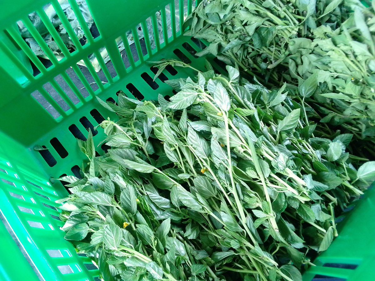 lazarus_marson's tweet photo. It's Friday and we getting ready for the market. We need to sell these. Kuna hadi #mrenda kiasi leo 😁.
#agribusiness 
#UkraineUnderAttack
#ChampionsLeague
Hon Raila Odinga
Ichaweri Taiwan https://t.co/UBgrEQu1Jy
