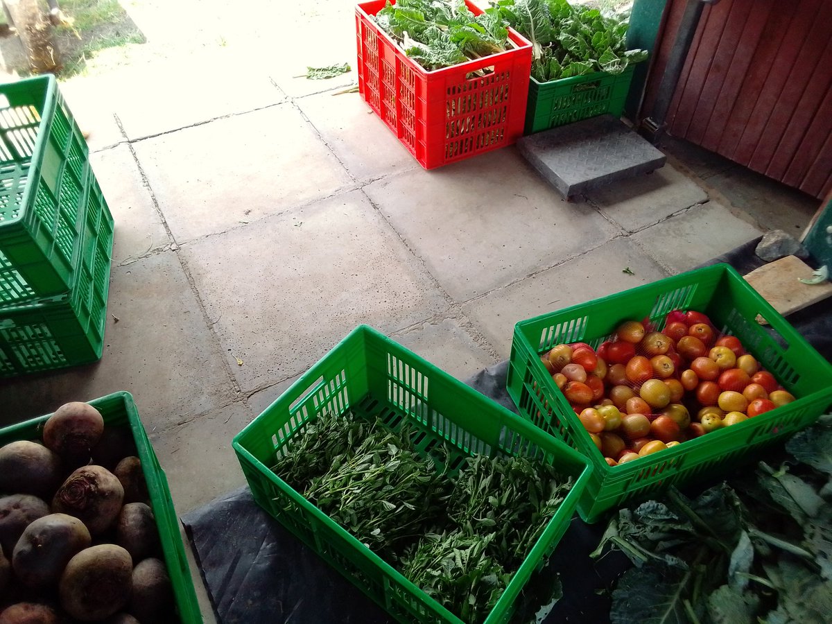 lazarus_marson's tweet photo. It's Friday and we getting ready for the market. We need to sell these. Kuna hadi #mrenda kiasi leo 😁.
#agribusiness 
#UkraineUnderAttack
#ChampionsLeague
Hon Raila Odinga
Ichaweri Taiwan https://t.co/UBgrEQu1Jy