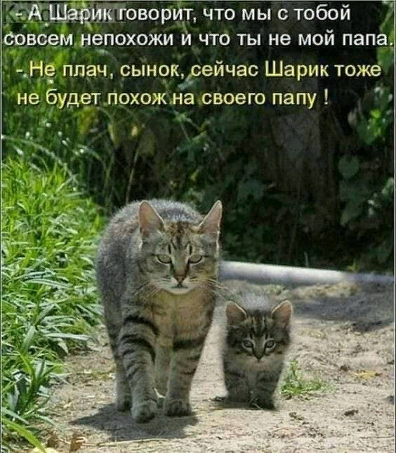 Шарику капец