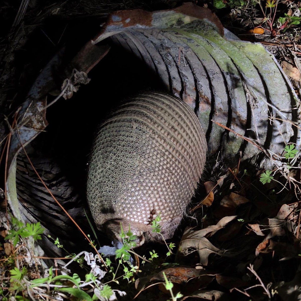 Gavriel Cambridge tweet media