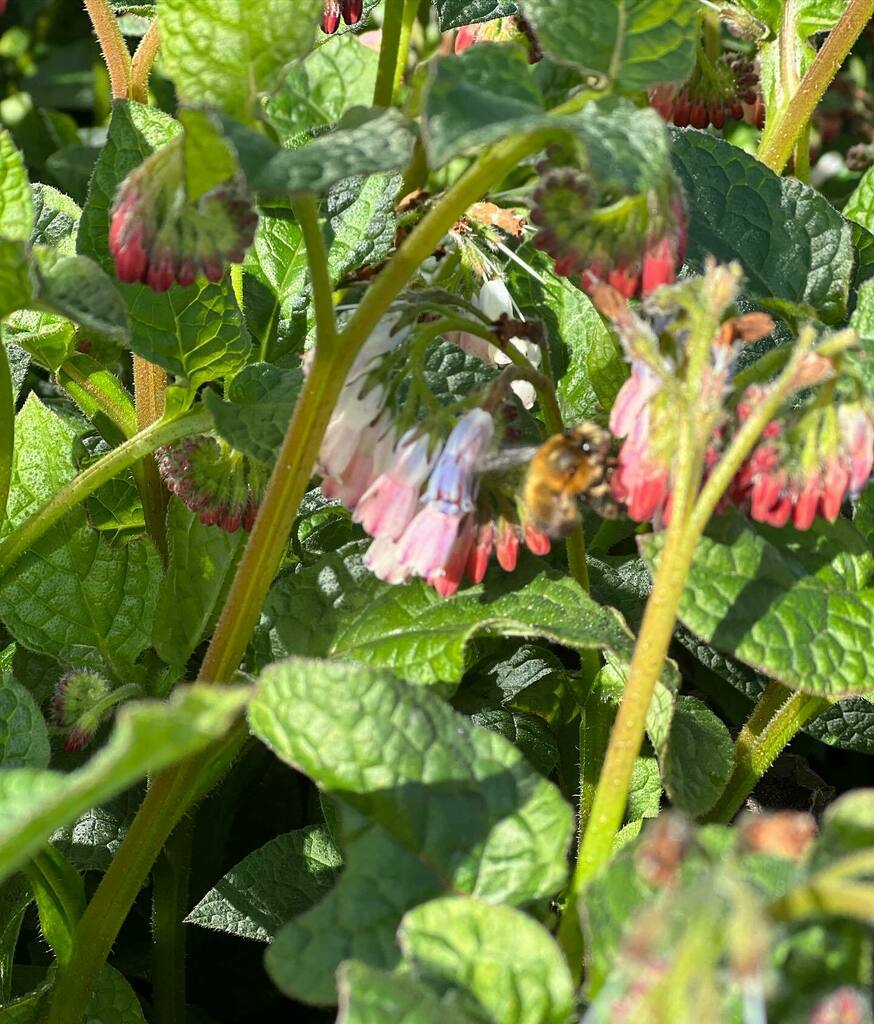 JSMgardendesign's tweet photo. Lovely to see the bees buzzing around the comfrey this morning. Florence nonplussed. (pic 2) Comfrey is not only fantastic for bumblebees it also makes an excellent, if smelly, organic fertiliser, high in potassium thanks to its tap roots
.
.
#comfrey 
#… https://t.co/09XClzUYLe https://t.co/yIGjk5vLFv