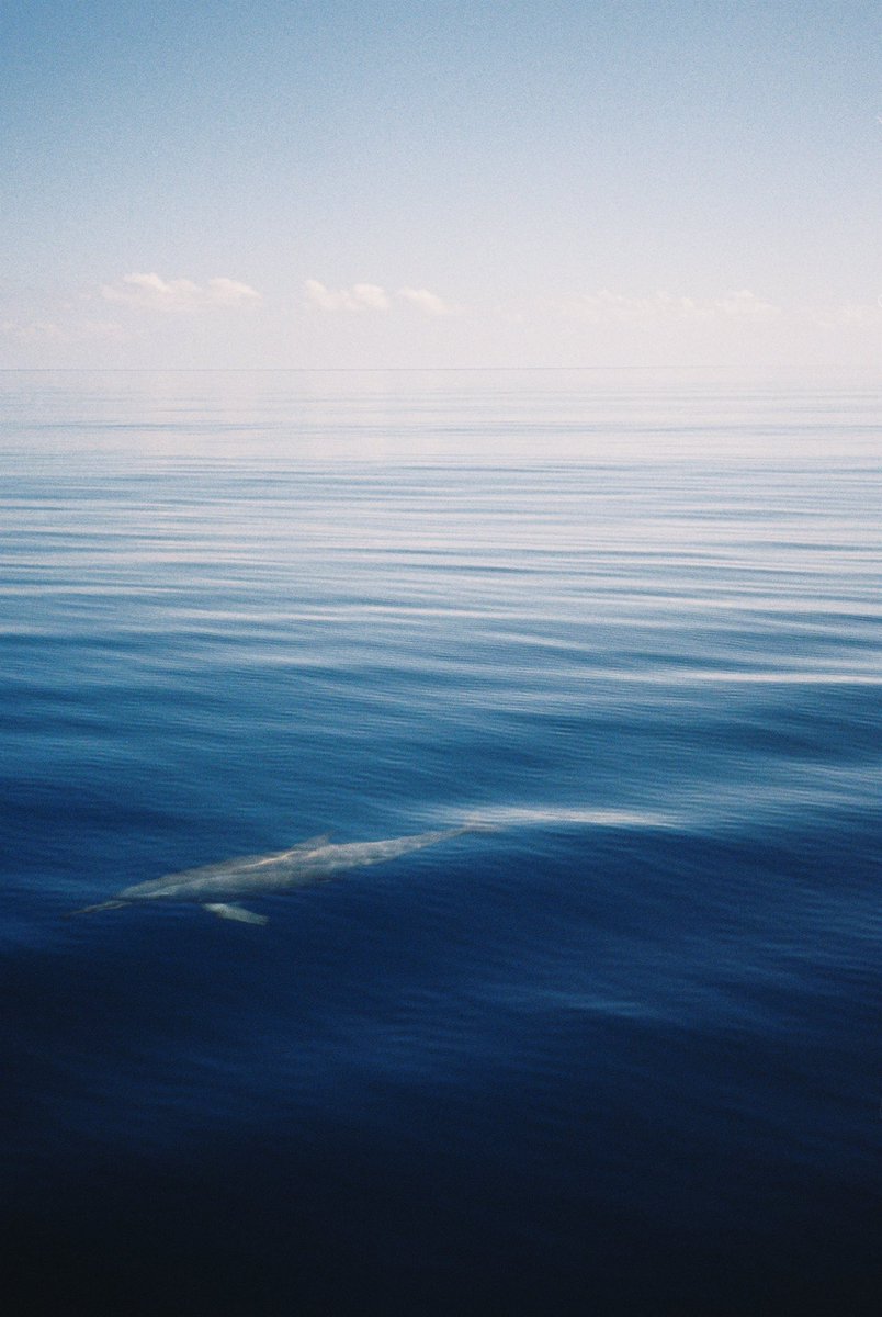 paauulzz's tweet photo. Delfines en 35mm 🫶🏼🐬 https://t.co/wIAFMnpn89