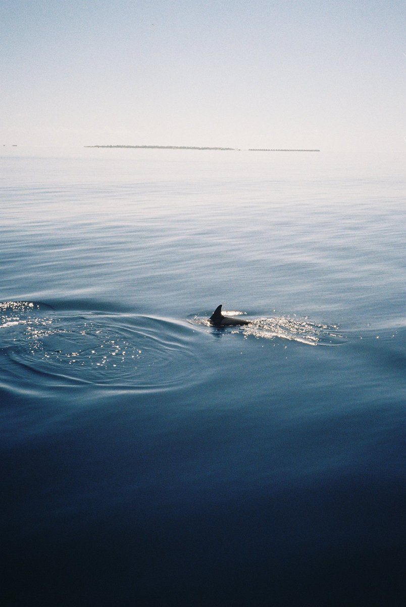 paauulzz's tweet photo. Delfines en 35mm 🫶🏼🐬 https://t.co/wIAFMnpn89