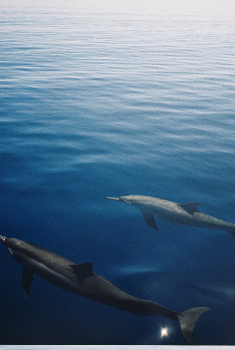 paauulzz's tweet photo. Delfines en 35mm 🫶🏼🐬 https://t.co/wIAFMnpn89
