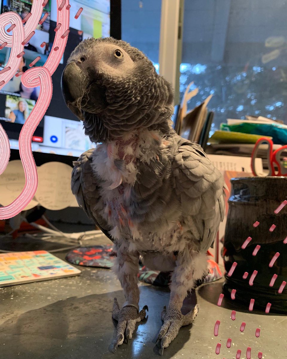 2littlewings's tweet photo. In normal times, Sammy gets to go to work visiting older adults in @ElderCareAll communities. During the pandemic, she gets to attend @ArtTherapyOrg committee meetings. #servicetoprofession https://t.co/yO1Pq5sGID