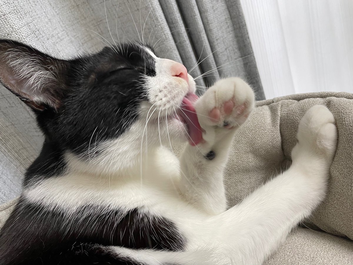 uta_a_cat's tweet photo. ごきげんにゃ🐱

#cats #ペット #猫 #猫のいる暮らし  #猫好きさんと繋がりたい #ハチワレ #かわいい #かわいいと思ったらRT https://t.co/VBvh74DSXF