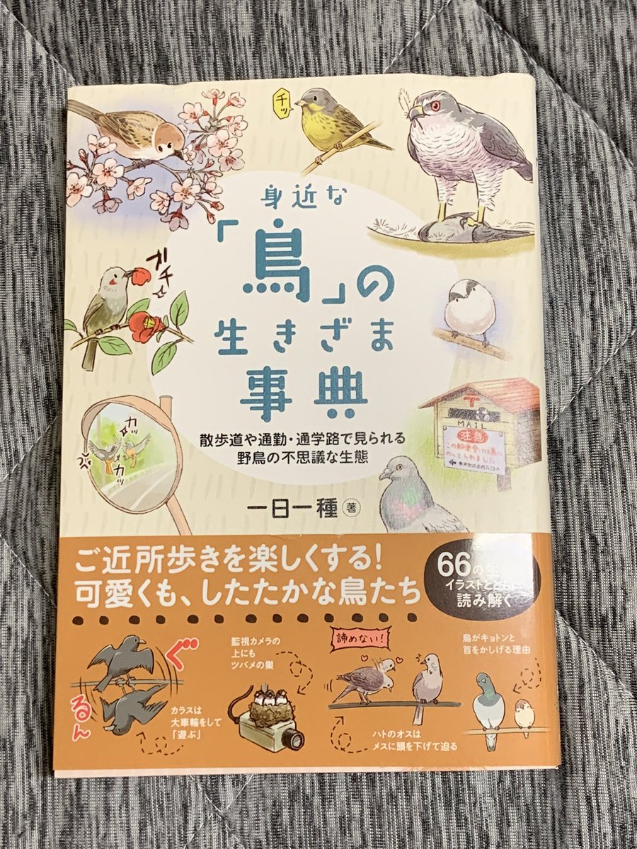 オストハイマー とり カラス 木 おもちゃ | www.agrilife.co.th