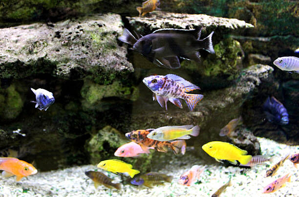 LiveFishDirect's tweet photo. #FridayFacts There are so many different species of #AfricanCichlids that they are estimated to make up over 5% of all species of vertebrates! That’s a lot of fish! Find yours today at #LiveFishDirect. https://t.co/xL5VJ4015g