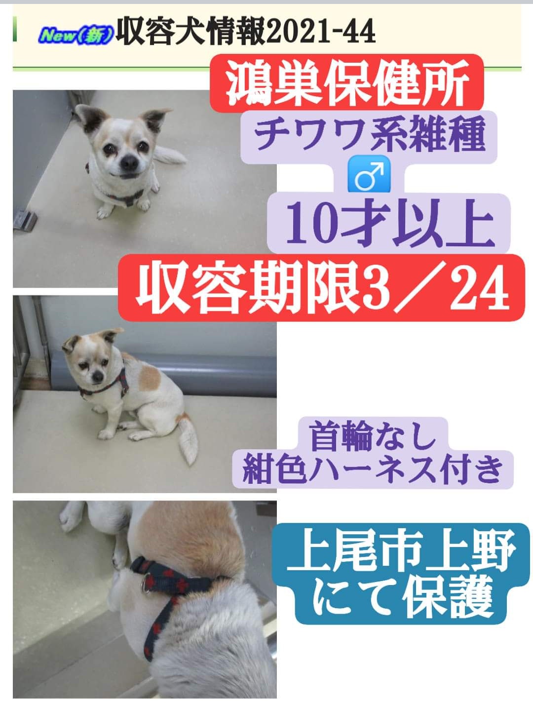 Johngaku 飼い主を探しています 保健所収容犬 迷い犬 迷子犬 埼玉県 早くお迎えを 鴻巣保健所 048 541 0249 T Co Z4xgjix2hh Twitter