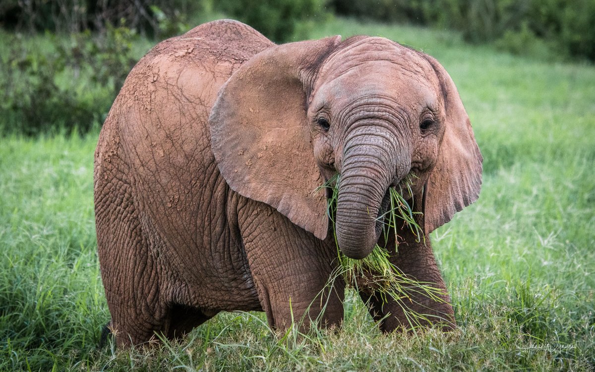 Elephant Crisis Fund tweet media