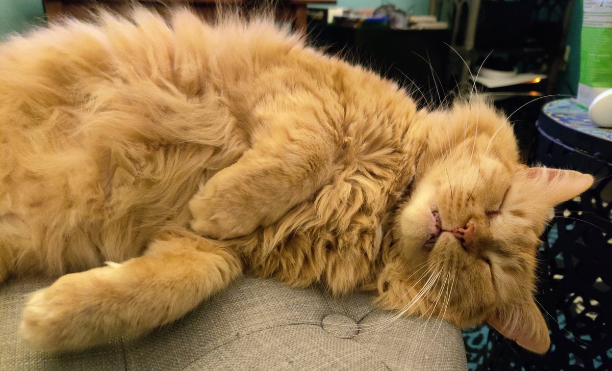 Tormund Sofasbane 🐱🦁🐱 tweet media