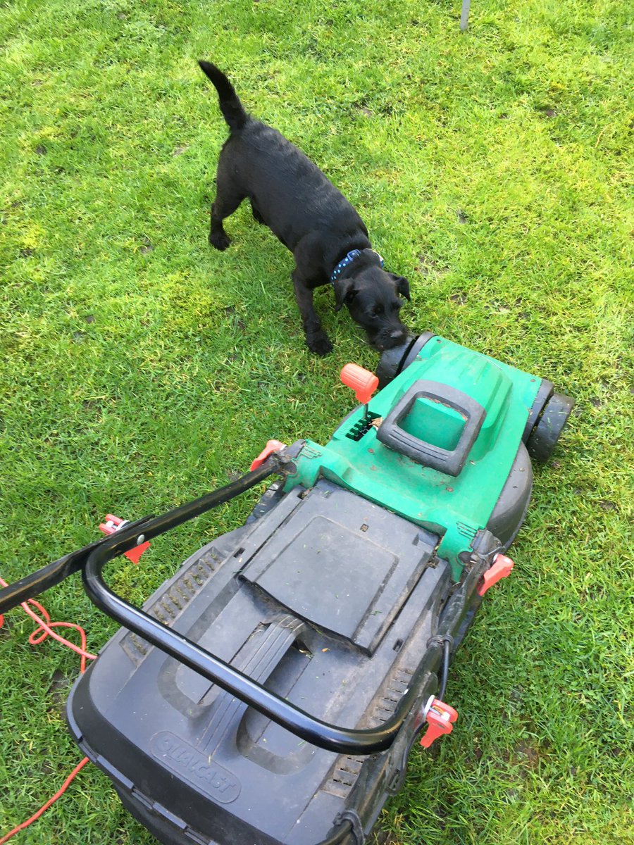 asifamhp's tweet photo. All the help, support & supervision I don’t need #AMHPpottering #AMHPhound #PooPatrol🐶💩✔️ https://t.co/e1xlbuuUZ4