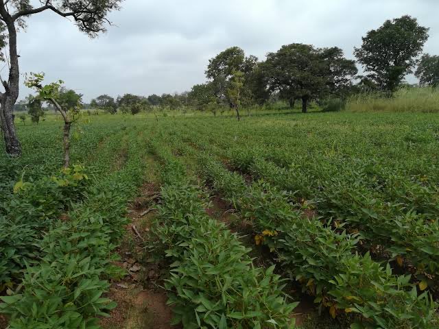 Diza_III's tweet image. I’m into Agriculture (Soybeans), In kaduna state,this would go a long way for me as it’s help me farm on more farm lands and purchase of Pesticides,machineries and Farm implements for  better result and output #WRBLO2 @davido @_Ewawunmi