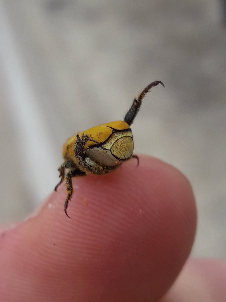 SKULLHORNETS's tweet photo. i know #invertebuttweek is well over now but oh my gosh look https://t.co/PeXBiEC0Fw