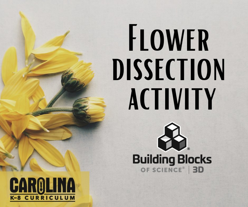 CarolinaBio's tweet photo. Happy Friday! 😎 Spring into the weekend with a flower dissection activity!  
🌻Try flower dissection: https://t.co/pV8uV7edHl 
🖱️Want to learn more about Building Blocks of Science 3D for grades K-5? Visit: https://t.co/LxnuUzpeBg 

#freeresource #stem #buildingblocksofscience https://t.co/sqkBgzzHmF