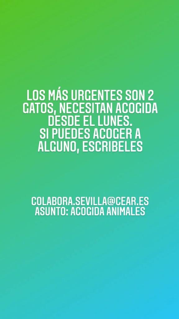 EdwynACNH's tweet photo. INFORMACIÓN SOBRE ACOGIDA DE ANIMALES DE REFUGIADOS UCRANIANOS!! 🐱🐶 LOS MÁS URGENTES SON DOS GATOS!! AYUDA SI PUEDES ACOGERLES ENVIANDO UN CORREO A 
COLABORA.SEVILLA@CEAR.ES ASUNTO:ACOGIDA ANIMALES. 
#Ucrania #Sevilla https://t.co/pkrJ0YYnwm