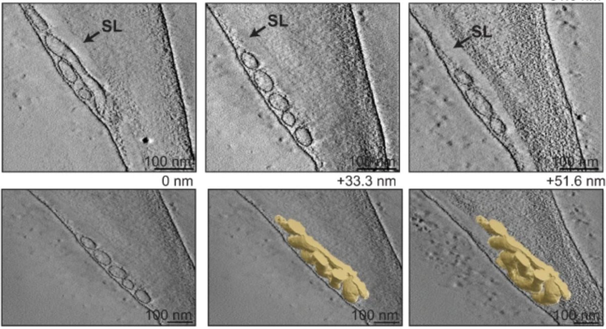 Niko Geldner tweet media