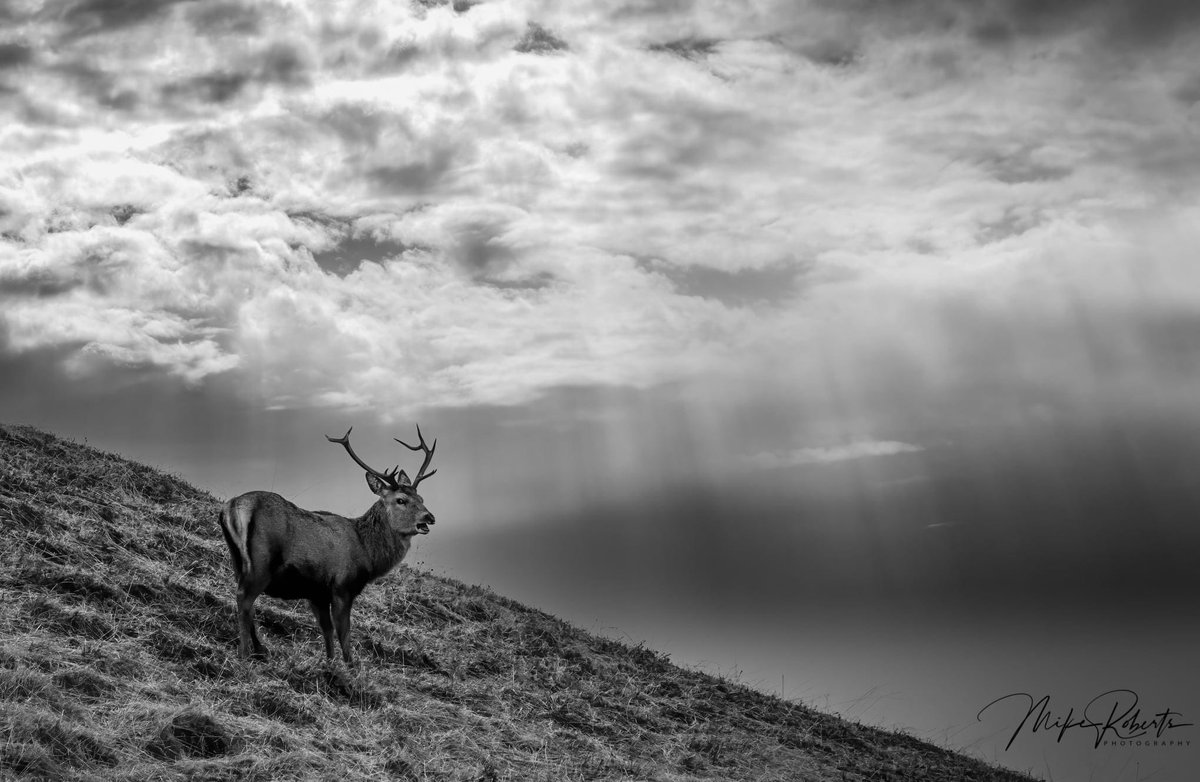 Red stag in the Scottish highlands earlier in March <a href="/IAOWP1/">IAOWP</a> @Benro_UK <a href="/UKNikon/">Nikon UK & Ireland</a> <a href="/BritishDeerSoc/">British Deer Society (BDS)</a> #BBCWildlifePOTD <a href="/ScotWildlife/">Scottish Wildlife Trust</a>