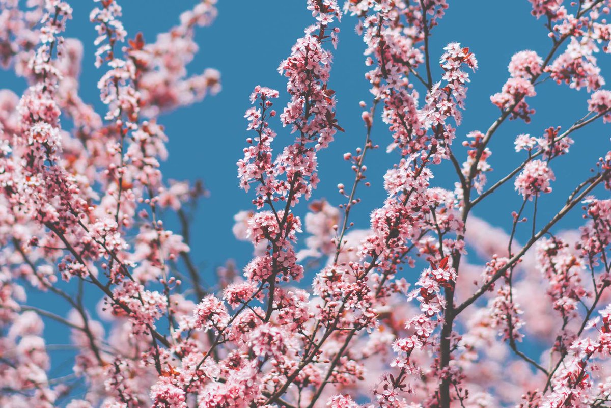 CleanHeelsUK's tweet photo. It's Friday, it's Spring, it makes our hearts happy!
#BlossomWatch #FridayFeeling #FridayVibes #spring #cleanheels #heelstoppers #weekendmood #bluesky https://t.co/qgsyYYKxCK