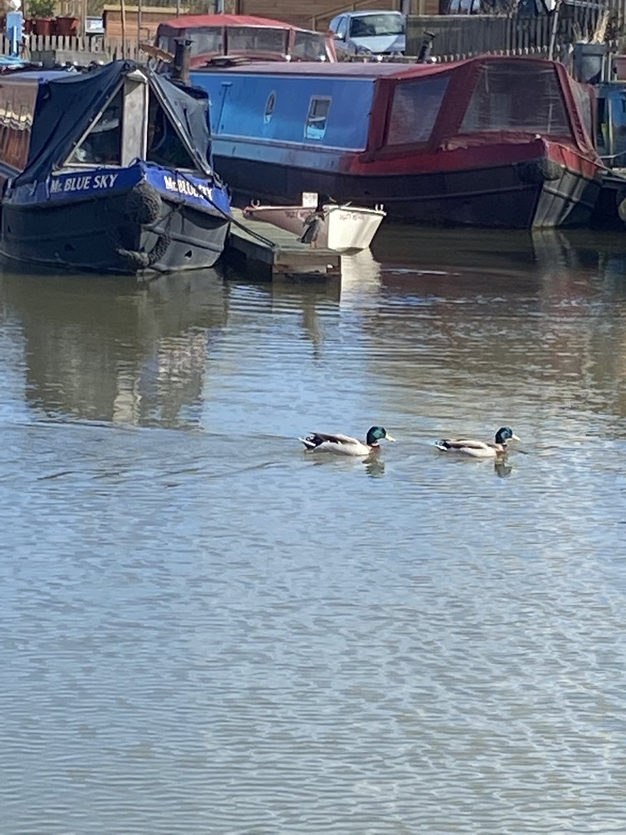 devizes_marina's tweet photo. Spring has definitely arrived here in the marina today #spring #canal #narrowboat #travel https://t.co/gZSCJQDFjC