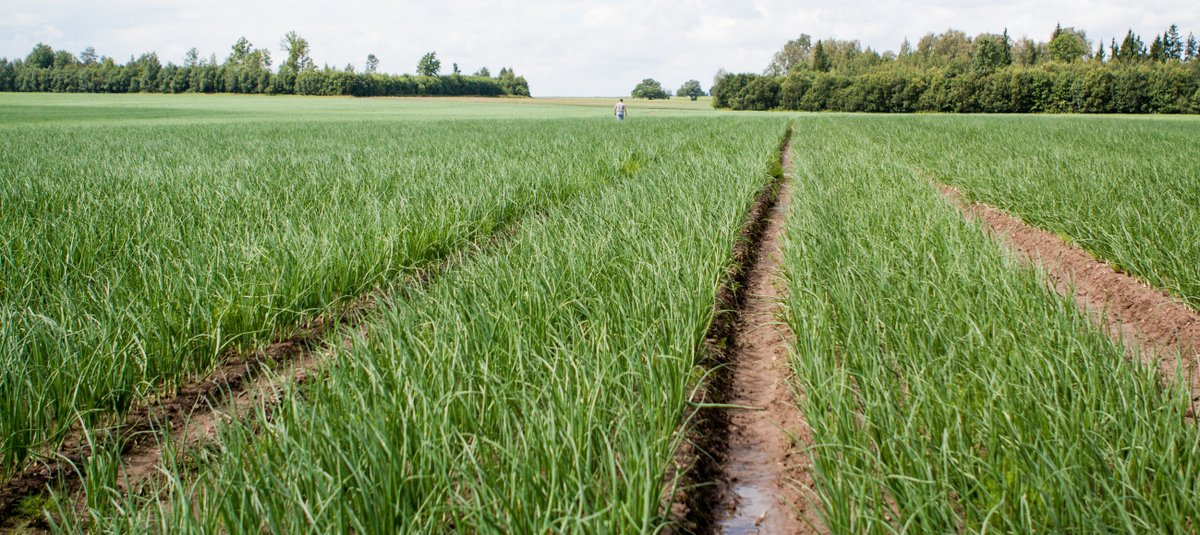 PirecoBV's tweet photo. Een goede uienoogst begint bij een gezonde weggroei van de ui. In de beginfase van de teelt is de plant kwetsbaar. Door een microgranulaat toe te passen tijdens het zaaien ondersteun je de weerbaarheid van de ui.

#weerbaartelen, #nemater, #tercol

https://t.co/alD2tQYzNz https://t.co/mha0BKFidy