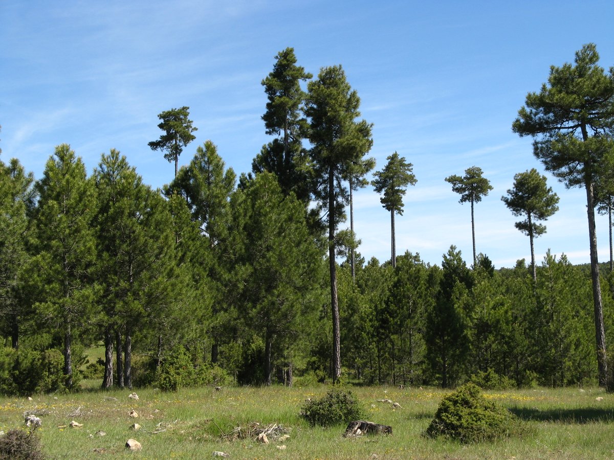 Manuel Esteban Lucas Borja tweet media