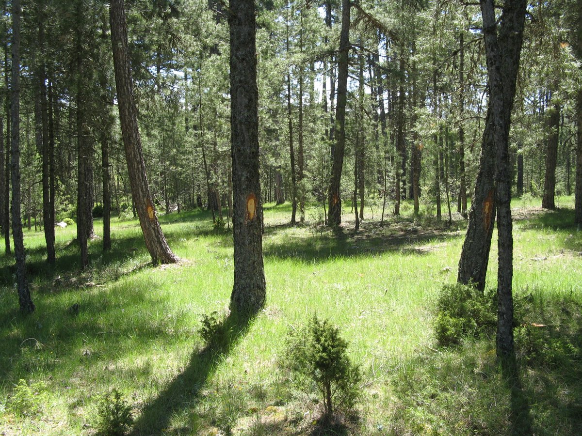 Manuel Esteban Lucas Borja tweet media