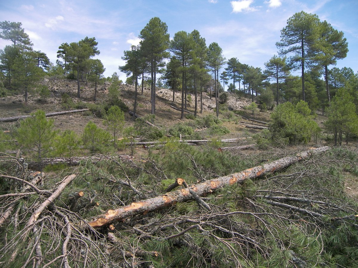 Manuel Esteban Lucas Borja tweet media