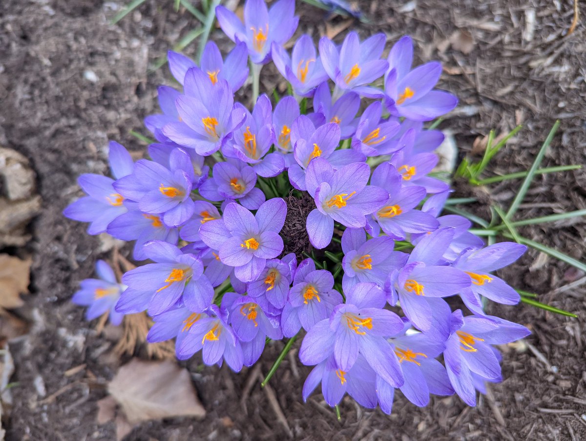 My #bess are loving the #crocus 
All #hive are alive in well...they #overwintered just fine.
#spring  #beekeeper #honey #purple #nature #Ohio