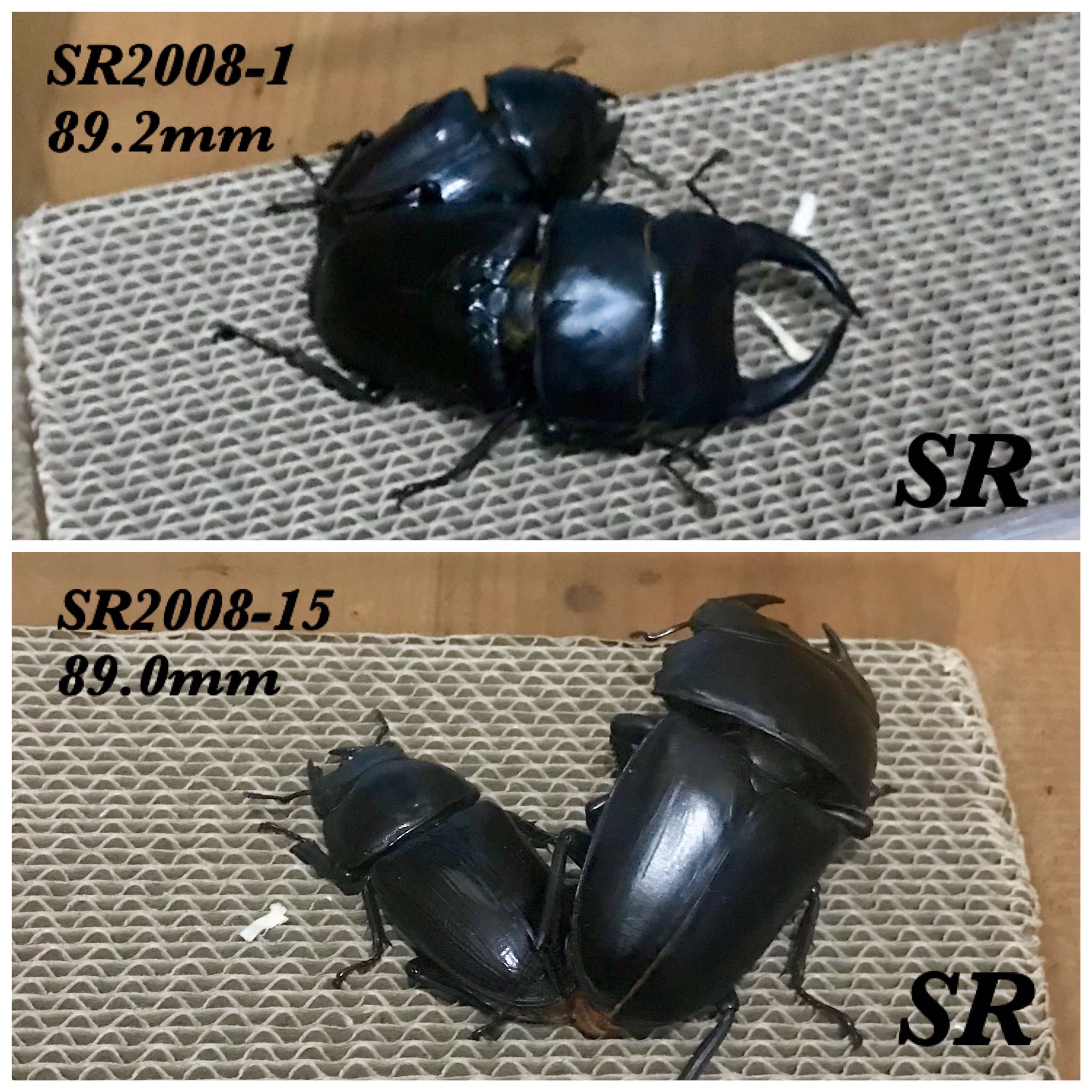 能勢SRオオクワガタ♂【87.0mm】