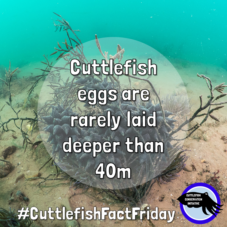 cuttle_cons's tweet photo. It's #CuttlefishFactFriday! We have lots of cool facts about #cuttlefish eggs, but did you know they are rarely laid any deeper than 40m? This coincides with an inshore migration during breeding season.
📸@.danboltphoto https://t.co/AVgCM2gtQs