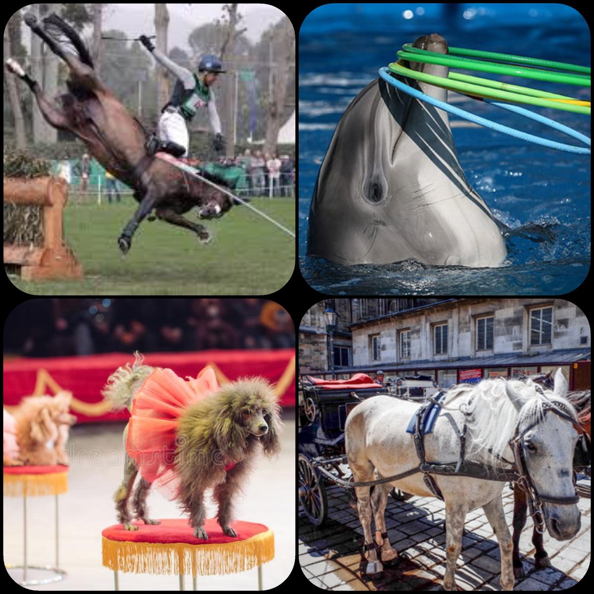 Es necesario que la gente comprenda que detrás de actividades que parecen inocuas como exhibiciones de orcas y delfines, animales cirquenses, hípica, caballos y camellos al servicio de turistas; existe un trasfondo de maltrato y dolor que es preciso erradicar de nuestra sociedad.