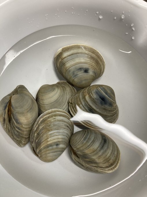 ハマグリのtwitterイラスト検索結果