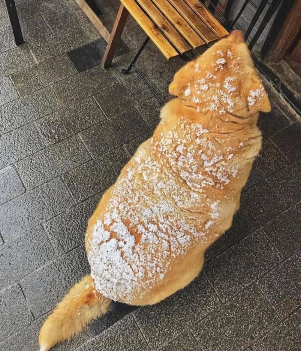 DiloConPerritos's tweet photo. Psicóloga: El perropan no existe.

El perropan: https://t.co/0fuOMzra2C