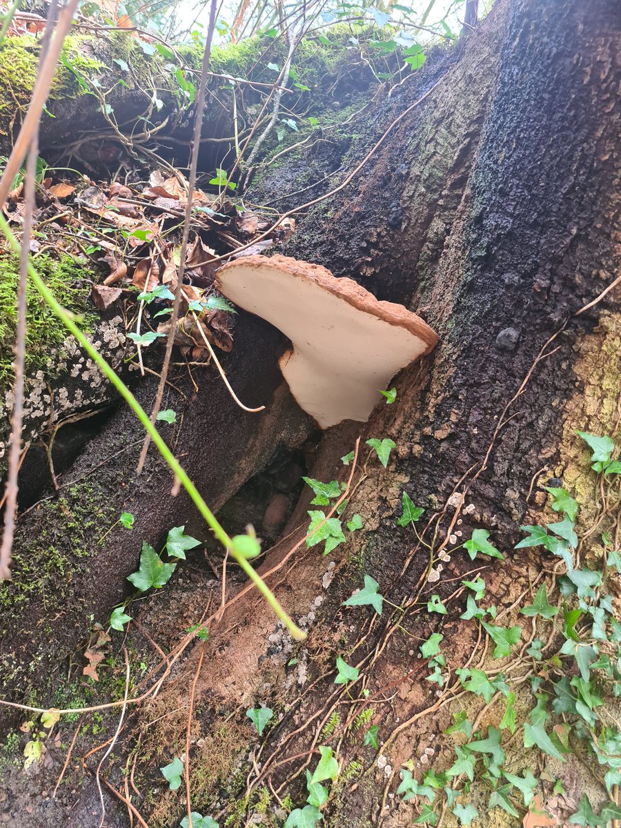muscariamadge's tweet photo. #fungifriday
Have some of this artists bracket π
#artistsbracket #gandoermaapplantatum https://t.co/szWU4Wz92g
