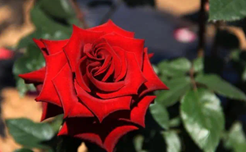 Cut a ray of sunshine, tie it to a branch in spring, hold hands with you, and listen to the sound of a flower blooming.