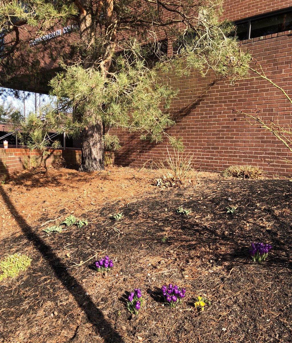 _KateOHara's tweet photo. Signs of spring outside G Building today! @BristolCC #BristolEXP https://t.co/ljXrHaRmKU