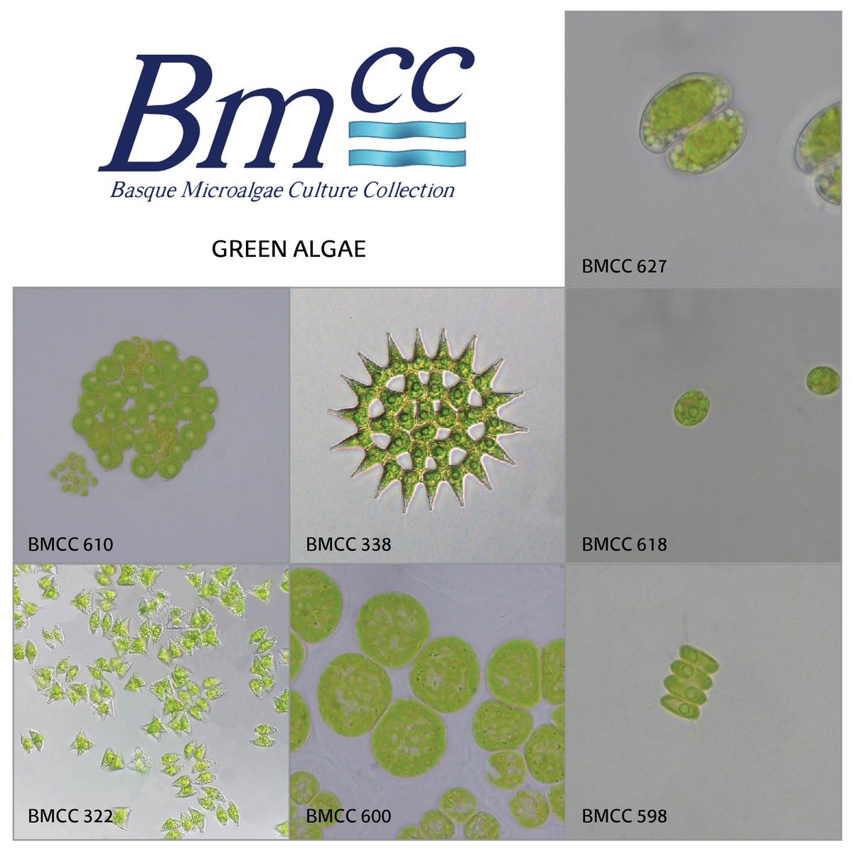 BMCC_UPVEHU's tweet photo. The green algae is a very diverse taxon. Here is a sample of them in the BMCC. For more information, check our catalogue on the web page. 

#microalgae #diversity #greenalgae #culturecollection 

@pie_upvehu @EMBRC_EU https://t.co/xaCDI7T3hY