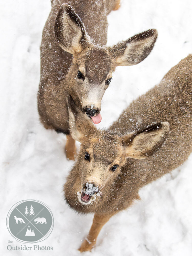 😬 It's #Awkward #Moments #Day!😬 These #Mule #Deer are leading the 🎉 #celebration! 🥳 

#theoutsiderphotos #muledeer #mulie #awkwardmomentsday #canon #naturephotography #wildlifephotography #bbcearth #natgeoyourshot #coloradowildlife #twitternaturecommunity @CanonUSA