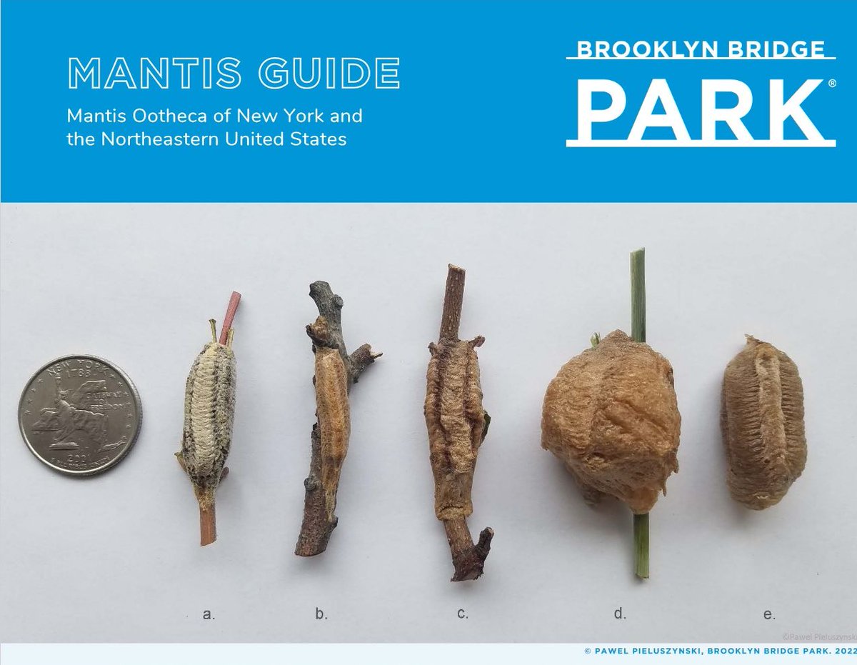 elaphrornis's tweet image. Have you seen the praying #mantis #Mantodea #oothecae guide by Pawel Pieluszynski of @bbpnyc ? I think iNatters @inaturalist in the northeast will find this very useful. (Heard about it from @McmackinRebecca, link in her newsletter.)
brooklynbridgepark.org/wp-content/upl…