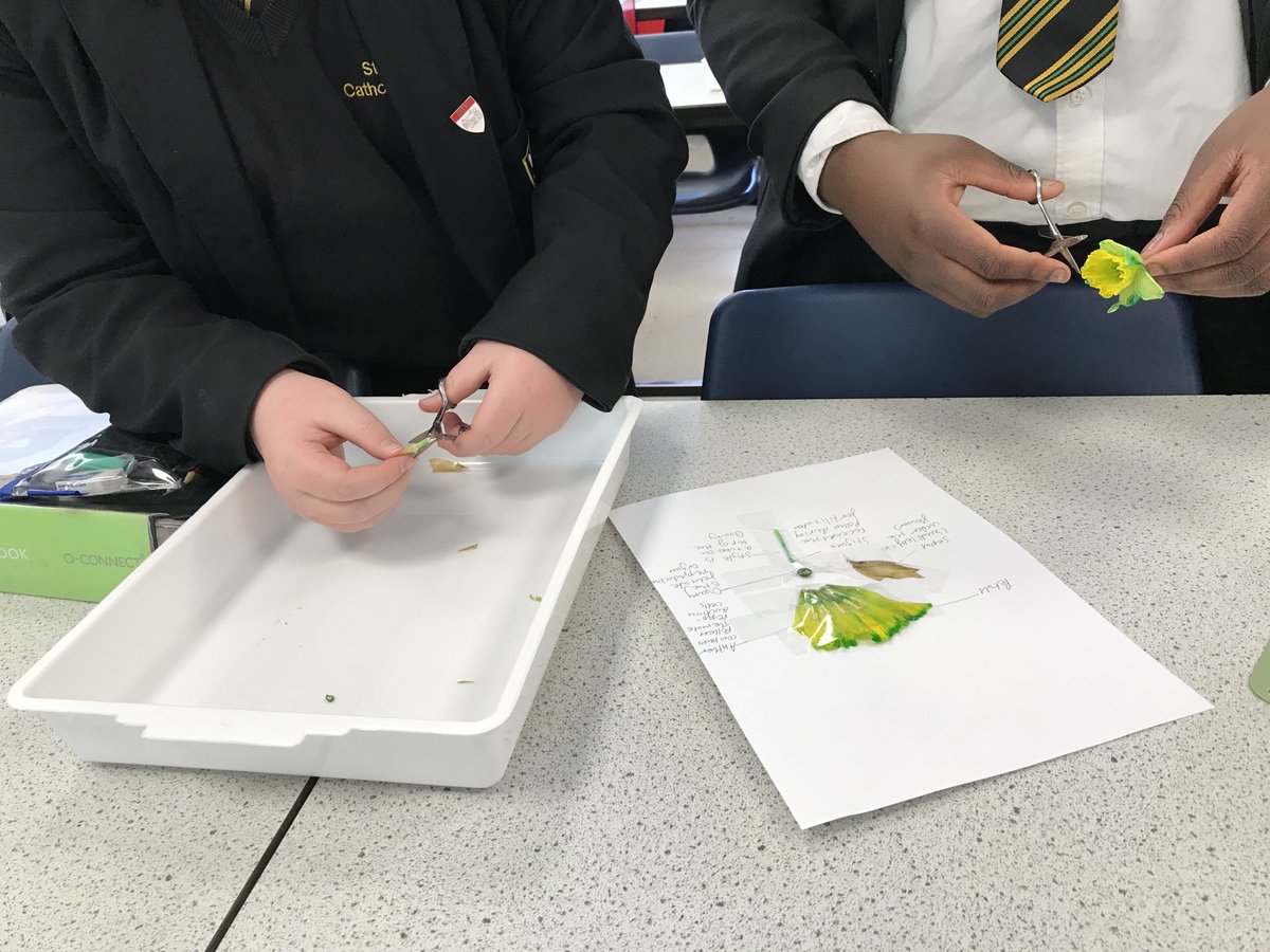 SACA_Science's tweet photo. British Science Week - Year 8 dissecting daffodils to identify their parts and what they do. #BritishScienceWeek #partsofaflower https://t.co/z9ibiRhaYc