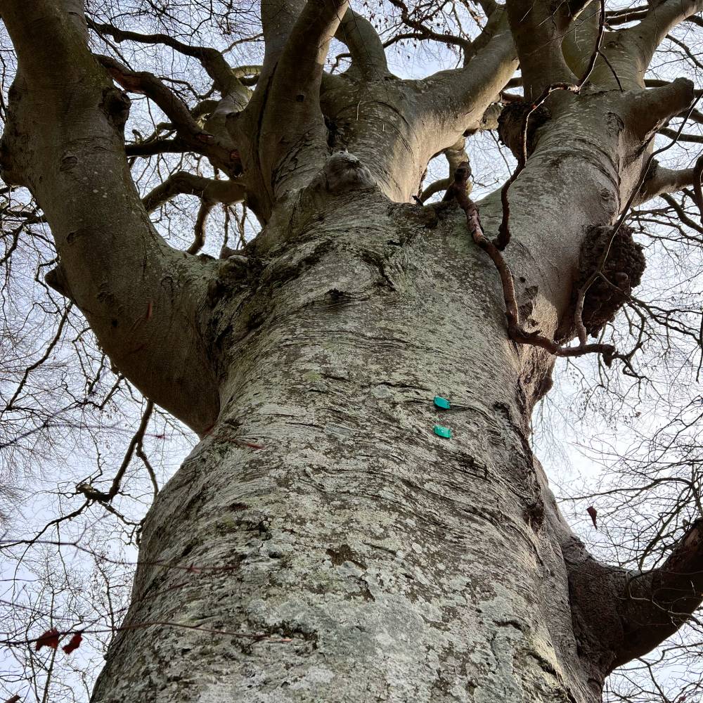 Ncl Tree Services tweet media