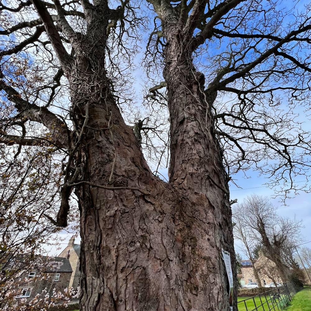 Ncl Tree Services tweet media
