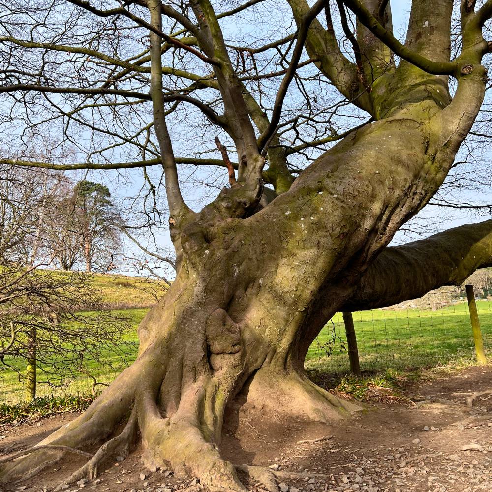 Ncl Tree Services tweet media
