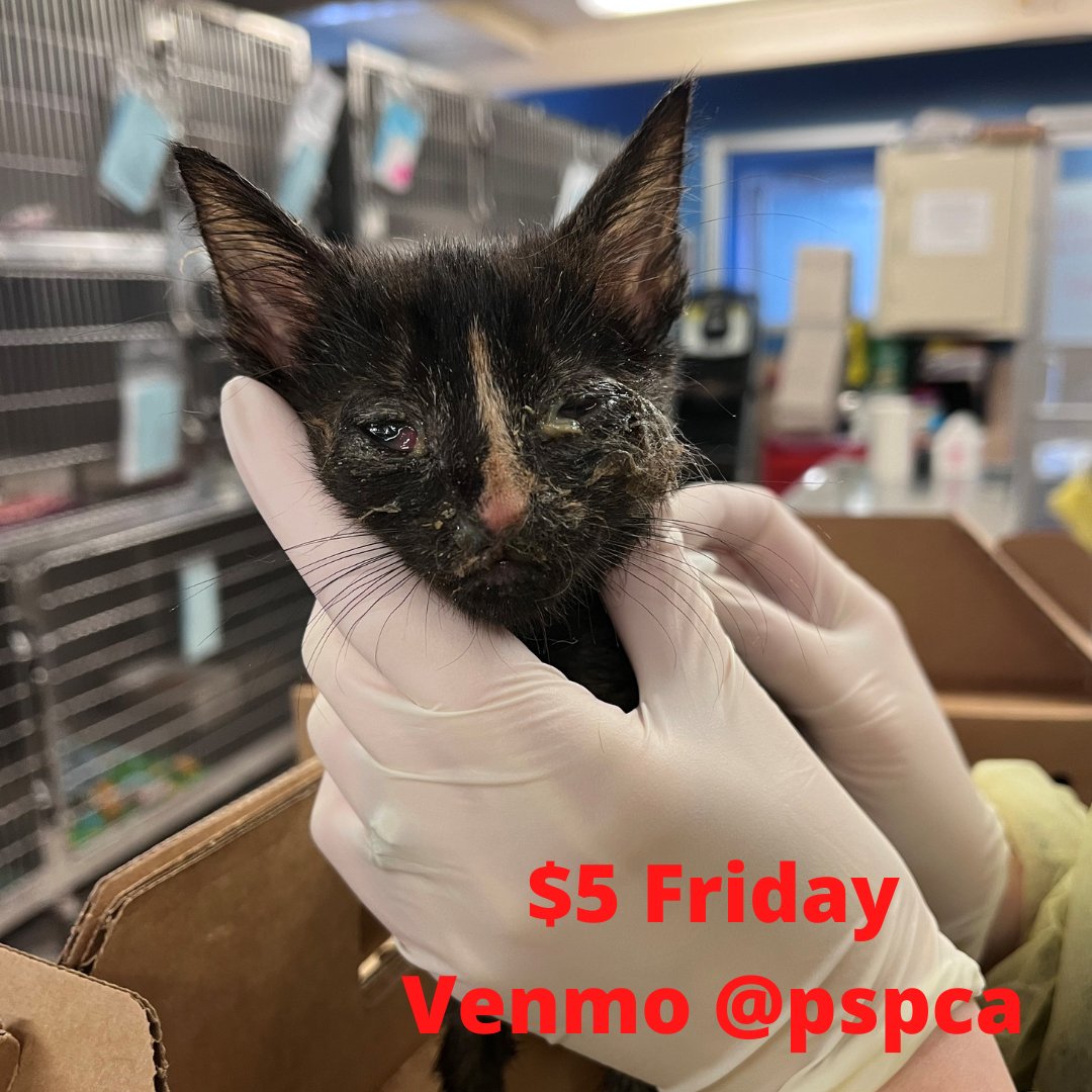 On Tuesday, while so many of us enjoyed the spring-like weather, we were reminded that not only are the seasons changing, but something else is nearly upon us – kitten season.