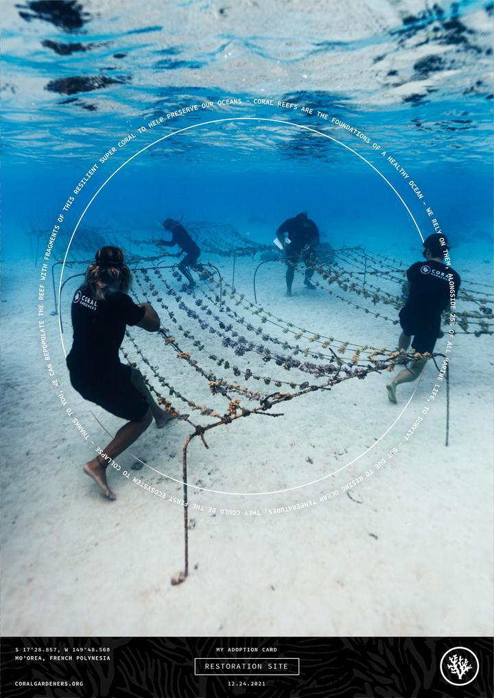 Root_Solutions's tweet image. In 2017, teens from the island of Mo’orea had a realization: the #coralreefs they grew up around were disappearing due to changing ocean conditions. Understanding the importance of coral reefs, Coral Gardeners was born to restore the reefs. bit.ly/3inrMVC 
#Conservation