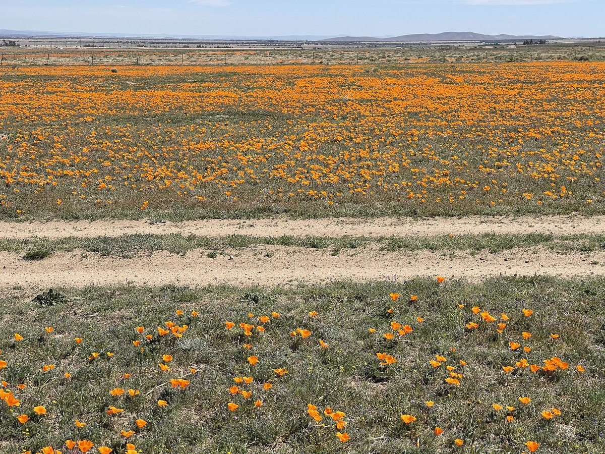 CrossleyIDGuide's tweet image. I never thought I could live away from the ocean. That’s changing. Love the the vast open spaces, variety of landscapes, different climates and all within a 20 minute drive. Throw in massive unknown migrations and… Hope you can escape to to such a natural and healthy world.