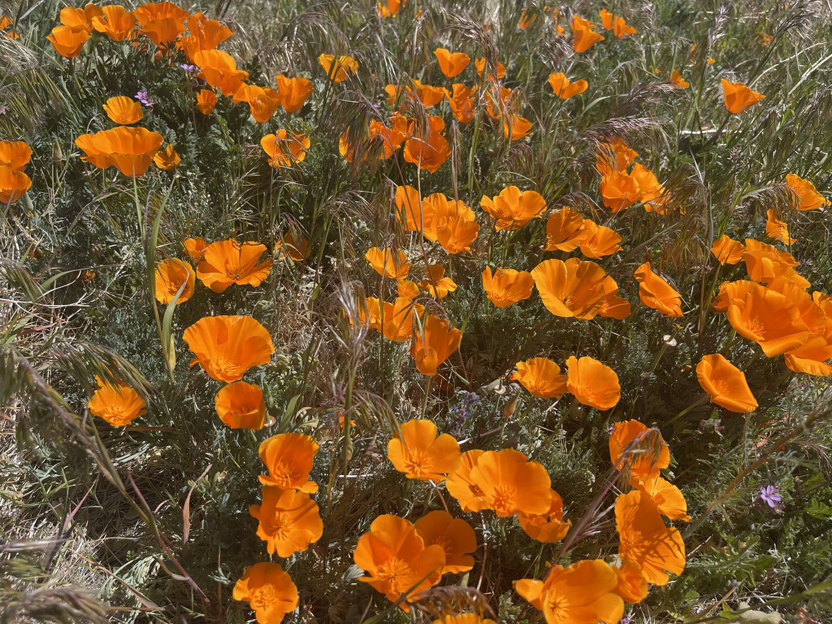 CrossleyIDGuide's tweet image. I never thought I could live away from the ocean. That’s changing. Love the the vast open spaces, variety of landscapes, different climates and all within a 20 minute drive. Throw in massive unknown migrations and… Hope you can escape to to such a natural and healthy world.